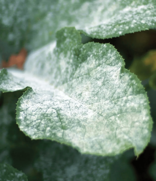 Fungus