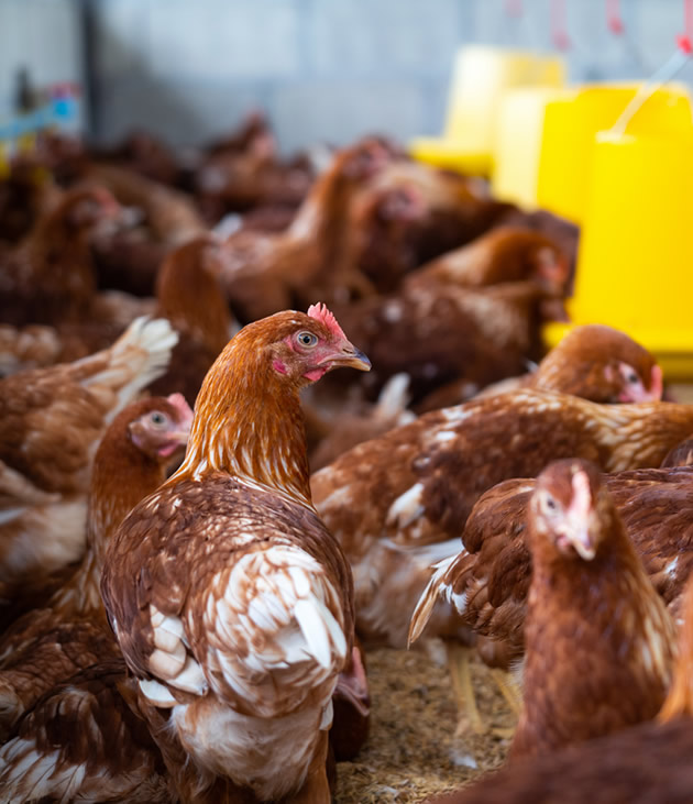 Farming Industry